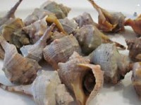 CAÑAILLA COCIDA EXTRA
