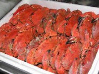 NECORA COCIDA HEMBRA