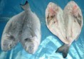 /products/dorada-filete/